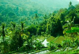 Munduk, Bali rice paddies